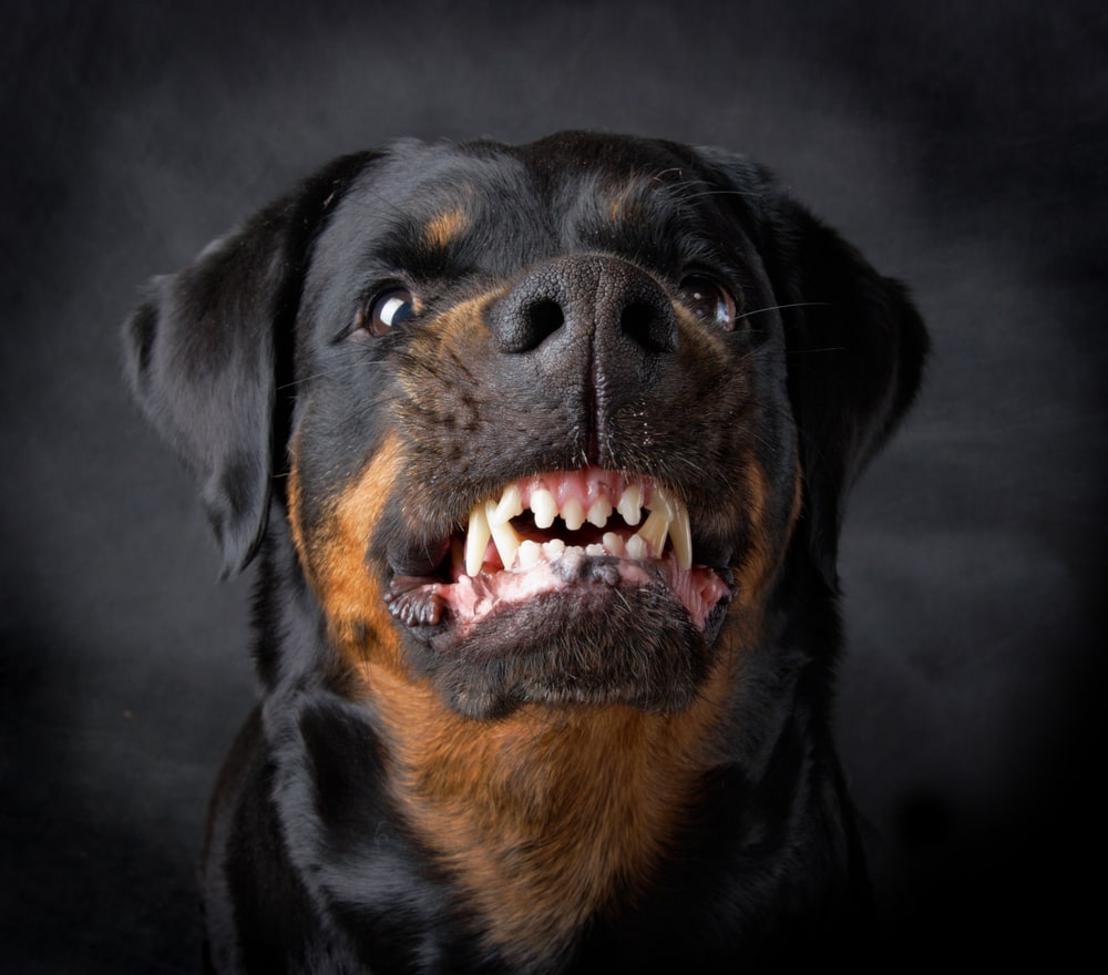 How to Handle a Dog Bite Accident